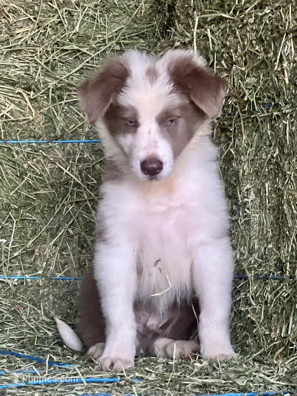 Nars-Lilac ABCA – Border Collie puppy for sale in Comfort, TX