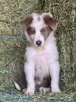 Nars-Lilac ABCA, a male Border Collie for sale in Comfort, TX – 1 of 10