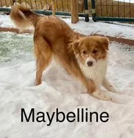 Maybelline lilac, a female Border Collie for sale in Comfort, TX – Photo 5 of 6