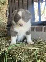 Maybelline lilac, a female Border Collie for sale in Comfort, TX – Photo 4 of 6