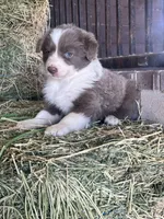 Maybelline lilac, a female Border Collie for sale in Comfort, TX – Photo 3 of 6