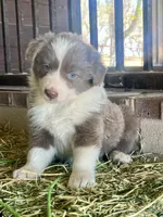 Maybelline lilac, a female Border Collie for sale in Comfort, TX – Photo 1 of 6