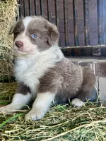 Maybelline lilac, a female Border Collie for sale in Comfort, TX – Photo 2 of 6