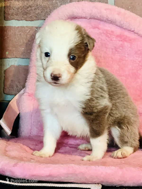 Lilac ABCA  – Border Collie puppy for sale in Comfort, TX