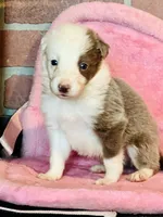 Lilac ABCA , a male Border Collie for sale in Comfort, TX – 1 of 2