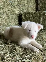 Snowie, a female Border Collie for sale in Comfort, TX – Photo 2 of 6