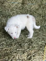 Snowie, a female Border Collie for sale in Comfort, TX – Photo 4 of 6