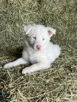 Snowie, a female Border Collie for sale in Comfort, TX – Photo 5 of 6