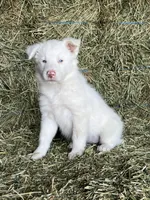 Snowie, a female Border Collie for sale in Comfort, TX – Photo 3 of 6
