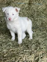 Snowie, a female Border Collie for sale in Comfort, TX – Photo 6 of 6