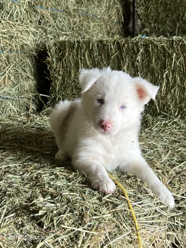 Snowie – Border Collie puppy for sale in Comfort, TX