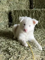 Snowie, a female Border Collie for sale in Comfort, TX – Photo 1 of 6