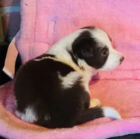Red white , a female Border Collie for sale in Comfort, TX – 2 of 3