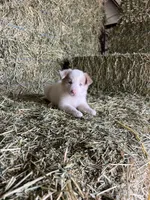 Clare, a female Border Collie for sale in Comfort, TX – Photo 3 of 3