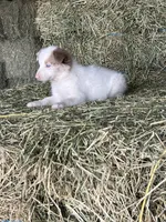 Clare, a female Border Collie for sale in Comfort, TX – Photo 2 of 3