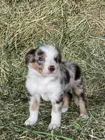 Red Merle tri ABCA , a male Border Collie for sale in Comfort, TX – 3 of 3