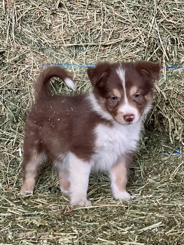 Red white tri M ABCA  – Border Collie puppy for sale in Comfort, TX