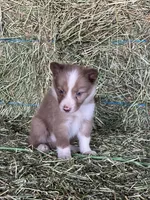 Chocolate sable ABCA , a male Border Collie for sale in Comfort, TX – 1 of 3
