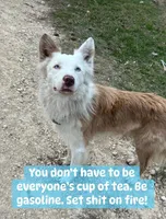 Fendi red tri blue eye abca, a male Border Collie for sale in Comfort, TX – Photo 6 of 6