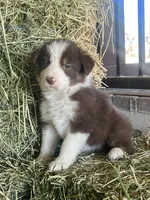 Fendi red tri blue eye abca, a male Border Collie for sale in Comfort, TX – Photo 2 of 6