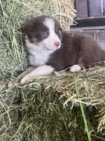 Fendi red tri blue eye abca, a male Border Collie for sale in Comfort, TX – Photo 4 of 6