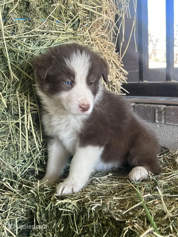 Fendi red tri blue eye abca – Border Collie puppy for sale in Comfort, TX