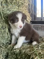 Fendi red tri blue eye abca, a male Border Collie for sale in Comfort, TX – Photo 1 of 6