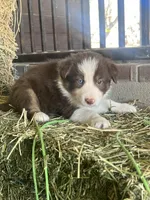 Fendi red tri blue eye abca, a male Border Collie for sale in Comfort, TX – Photo 3 of 6