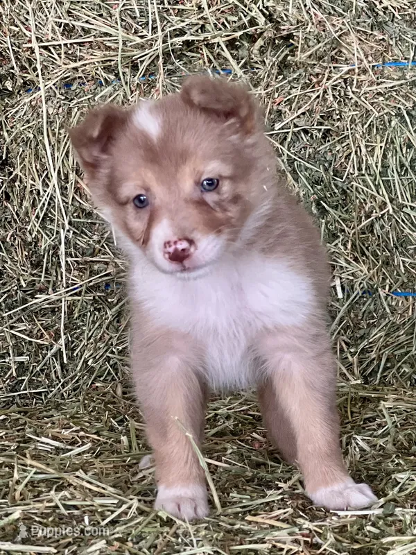 Choclate tri merle ABCA  – Border Collie puppy for sale in Comfort, TX