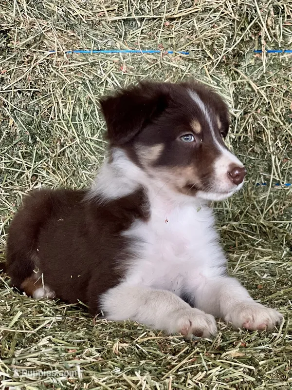 Red white tri abca – Border Collie puppy for sale in Comfort, TX