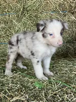 Red Merle , a male Border Collie for sale in Comfort, TX – 4 of 4