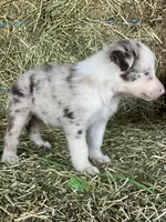Red Merle , a male Border Collie for sale in Comfort, TX – 3 of 4