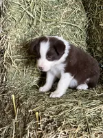 Red white ABCA , a male Border Collie for sale in Comfort, TX – 6 of 8