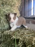Fendi chocolate abca, a female Border Collie for sale in Comfort, TX – Photo 4 of 6