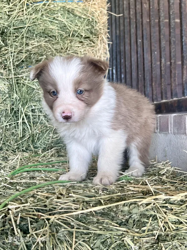 Fendi chocolate abca – Border Collie puppy for sale in Comfort, TX
