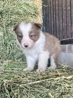 Fendi chocolate abca, a female Border Collie for sale in Comfort, TX – Photo 3 of 6