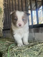 Fendi chocolate abca, a female Border Collie for sale in Comfort, TX – Photo 1 of 6