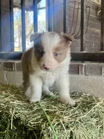 Fendi chocolate abca, a female Border Collie for sale in Comfort, TX – Photo 2 of 6