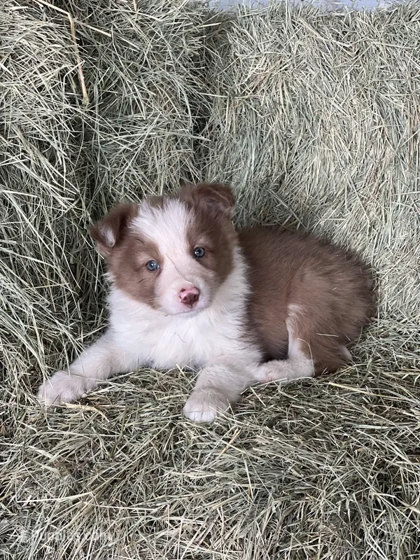 Fendi chocolate abca – Border Collie puppy for sale in Comfort, TX