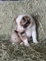 Red merle Fendi ABCA , a male Border Collie for sale in Comfort, TX – Photo 5 of 6