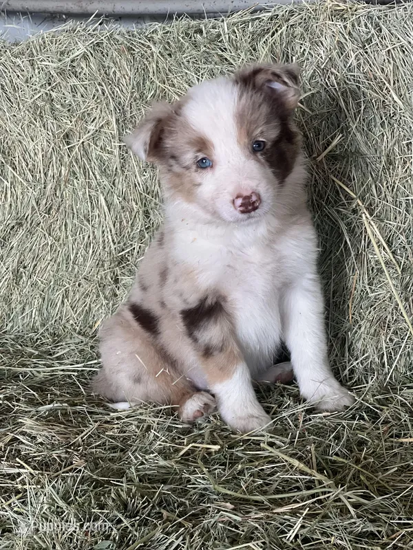 Red merle Fendi ABCA , a male Border Collie for sale in Comfort, TX – Photo 1 of 6