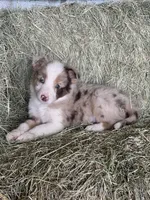 Red merle Fendi ABCA , a male Border Collie for sale in Comfort, TX – Photo 4 of 6