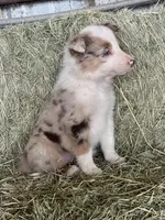 Red merle Fendi ABCA , a male Border Collie for sale in Comfort, TX – Photo 6 of 6
