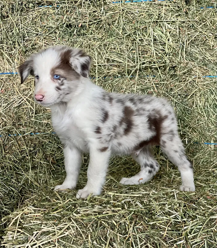 Red Merle  – Border Collie puppy for sale in Comfort, TX