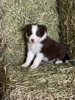 Red white ABCA , a male Border Collie for sale in Comfort, TX – 1 of 8
