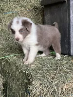 Nars-Lilac ABCA, a male Border Collie for sale in Comfort, TX – 6 of 10