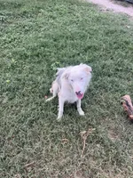 Patches, a male Border Collie for sale in Comfort, TX – 4 of 4