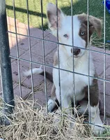Lilac ABCA , a male Border Collie for sale in Comfort, TX – 1 of 5