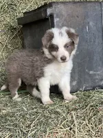 Nars-Lilac ABCA, a male Border Collie for sale in Comfort, TX – 7 of 10