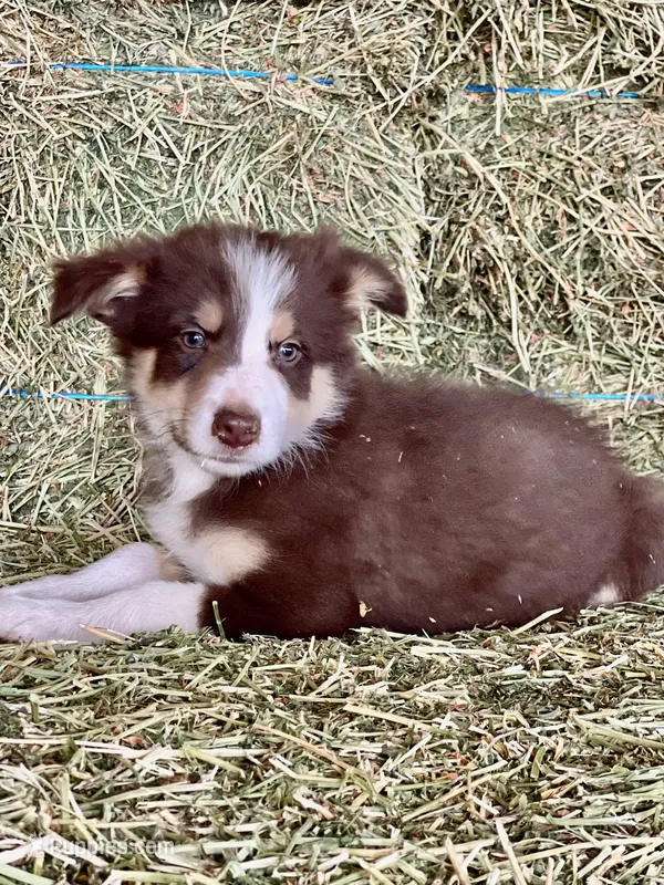 Red white tri ABCA  – Border Collie puppy for sale in Comfort, TX